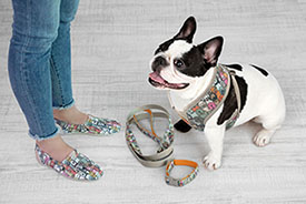 Bobs From Skechers Footwear And Pet Accessory Charity Collection Arrives In Petco Stores